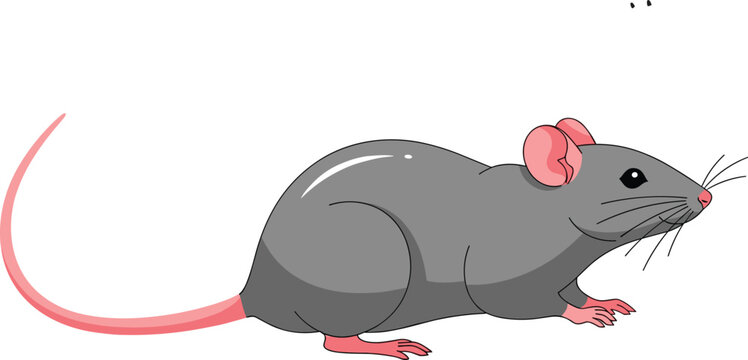 Realistic Gray Mouse Vector Illustration of a Field Rat Facing Right in Profile for Nature Educational Resources Biological Research and Pest Control Graphics
