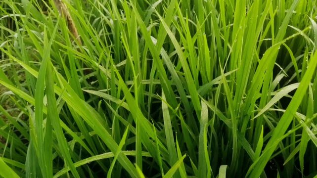 A stretch of lush green young rice fields in the Asian agriculture farmland. Wind blows at the morning.