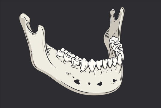Anatomical drawing of a human lower jaw bone or mandible with teeth shown in a detailed hand drawn style against a dark grey background.