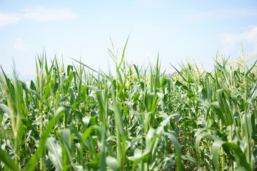 Fototapeta premium Corn or miaze field garden agriculture in countryside Scenic view of corn field against cloudy sky Corn flowers Corn cobs in corn plantation field.