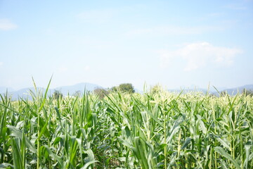 Fototapeta premium Corn or miaze field garden agriculture in countryside Scenic view of corn field against cloudy sky Corn flowers Corn cobs in corn plantation field.