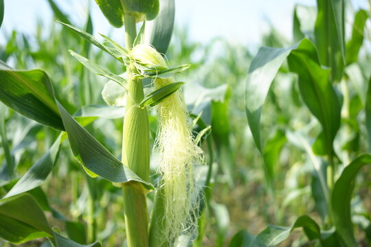 Corn or miaze field garden agriculture in countryside Scenic view of corn field against cloudy sky  Corn flowers Corn cobs in corn plantation field.