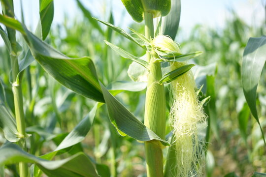 Corn or miaze field garden agriculture in countryside Scenic view of corn field against cloudy sky  Corn flowers Corn cobs in corn plantation field.