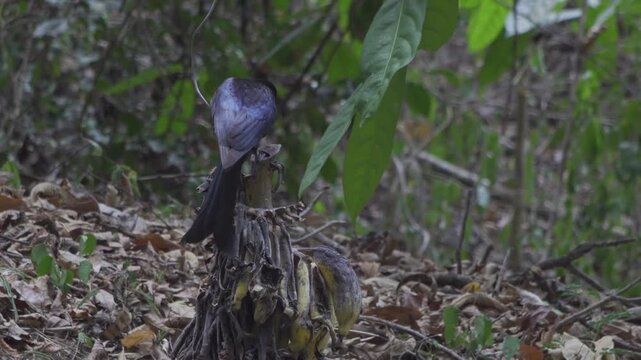 Hair-crested Drongo Feeding on Bananas in Jungle Habitat