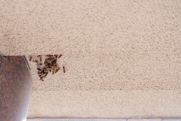 建物の軒に営巣して密集するアシナガバチの集団 © MUUPHOTO