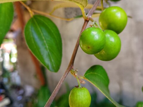 Green bidara fruit on branch (ziziphus jujube) tropical plant close up