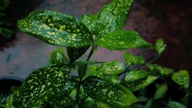 Wet Gold Dust plant leaves with yellow spots under heavy rain shower in the garden