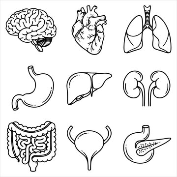 Human internal organ anatomy icon set including brain heart lungs stomach liver kidneys intestines bladder and pancreas for healthcare information