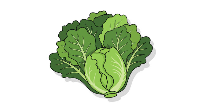 Fresh green cabbage vegetable illustration isolated on white background