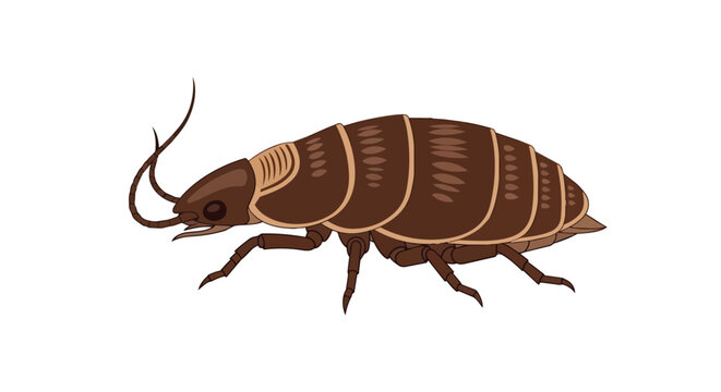 Brown Bed Bug Illustration Isolated on White Background for Pest Control and Sanitation Concepts