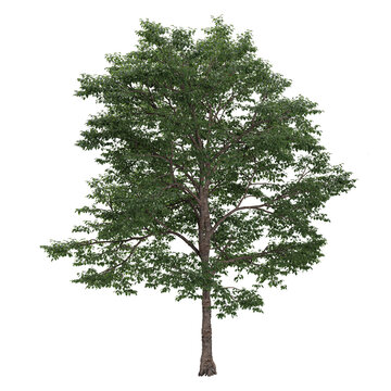 3D rendering of Bucida buceras plant on transparent background