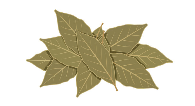 Stack of dried bay leaves for cooking and herbal flavoring isolated on white background illustration