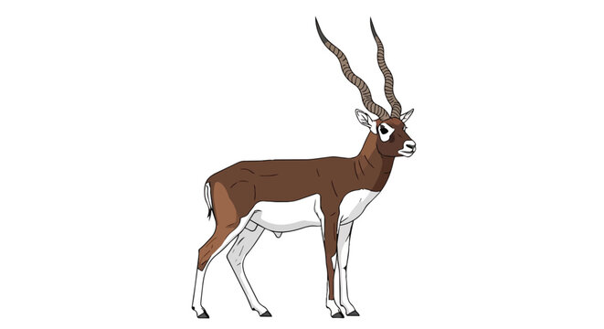 Indian Blackbuck Antelope with Long Spiral Horns Illustration Isolated on White Background
