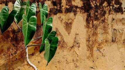 Blushing Philodendron plant and rough wall © Hamdan