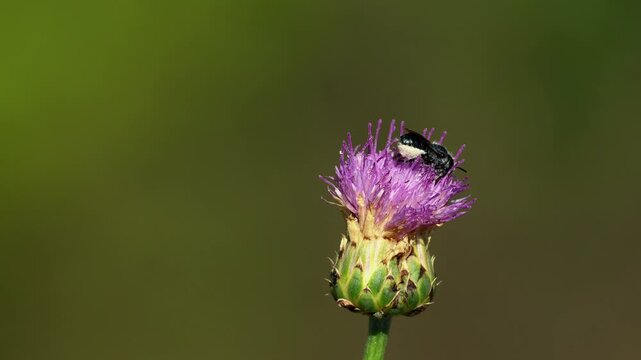 Authentic close up footage of a mason bee performing pollination-related foraging behavior on Klasea pallida, a Himalayan wildflower species, during summer in Himachal Pradesh, India.