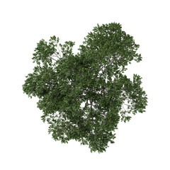Fototapeta premium 3d illustration of Celtis plant isolated on transparent background from the top view