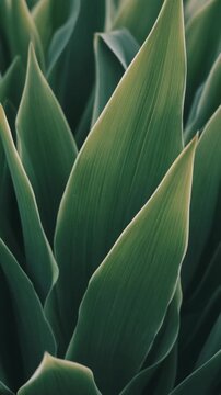 Close Up Slow Motion Green Agave Leaves Texture 4K Cinematic Footage