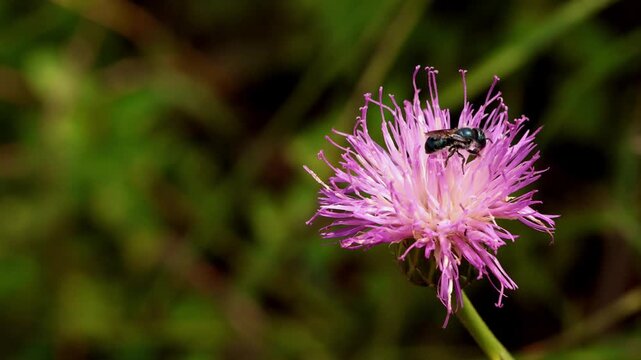 Detailed close up footage of a mason bee foraging on a blooming Klasea pallida flower in the Himalayan region of Himachal Pradesh, India.