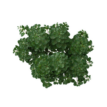 3d illustration of Euonymus bush isolated on transparent background from the top view