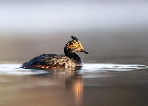 Eared Grebe (Podiceps nigricollis)