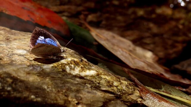 Realtime macro footage featuring Arhopala ganesa puddling near a clean forest stream in Himachal Pradesh, India during spring season.