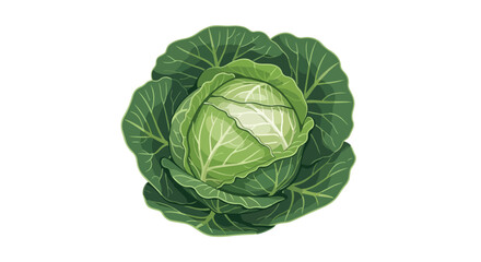 Obraz premium Fresh Raw Green Cabbage Head Organic Vegetable Isolated on White Background Illustration