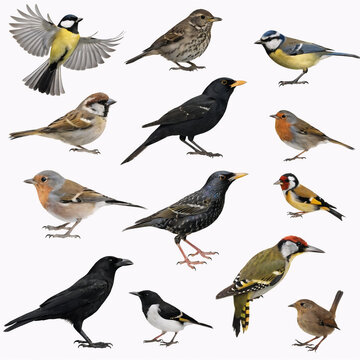 Collection of common European garden birds perched and flying in flat illustration style