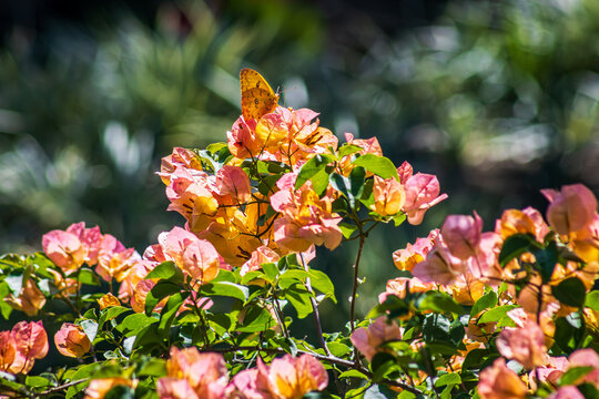 Phoebis argante (commonly known as the Apricot Sulphur or Orange-barred Sulphur) feeding on Bougainvillea flowers.