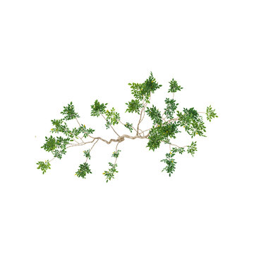 3d illustration of Psidium guajava plant isolated on transparent background from the top view