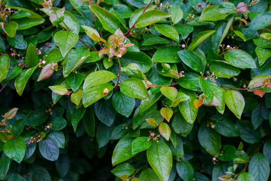 Green Cotoneaster Bush with Small Buds