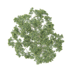 Obraz premium 3d Rendering Of Abies plant on Transparent Canvas from the top view