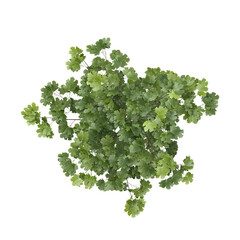 Obraz premium 3D rendering of Acer platanoides plant on transparent background from the top view