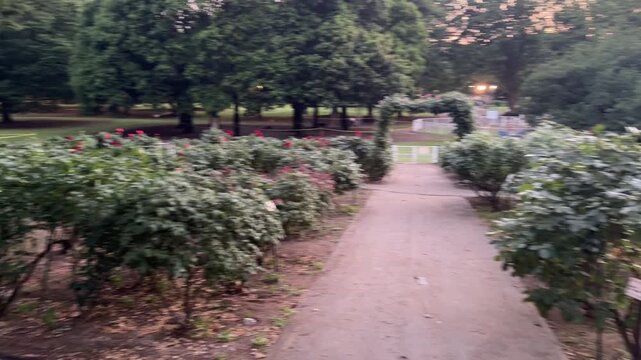 夕暮れ時の光に照らされる美しいバラ園の植物の風景