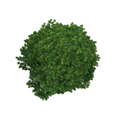 Obraz premium 3D rendering of Cedrus plant on transparent background from the top view
