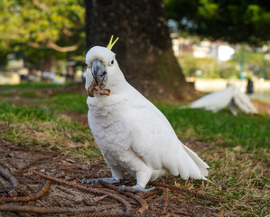Sulphur-crested cockatoo foraging in a park in Manly, Sydney, Australia © daboost