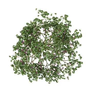 3D rendering of Cercis tree on transparent background from the top view