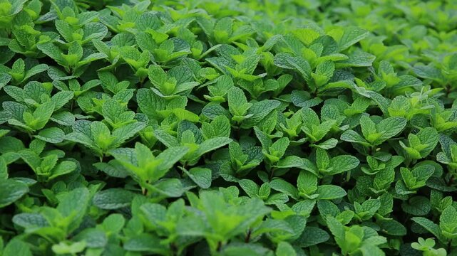 Mint plant grow at vegetable garden