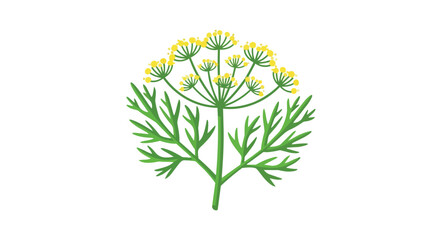 Fototapeta premium Fresh Dill Herb with Flowering Umbel and Green Feathery Leaves Illustration Isolated on White
