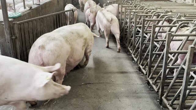 Pregnant sows walking into metal stalls for feeding