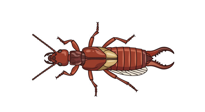 Earwig Insect with Pincers Illustration Isolated on White Background Top View