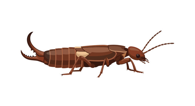 Detailed Brown Earwig Insect Illustration Featuring Prominent Pincers and Antennae Isolated on White Background