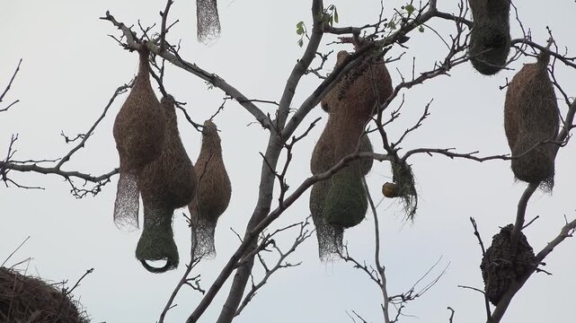 Baya Weaver Bird Building Intricate Hanging Nest