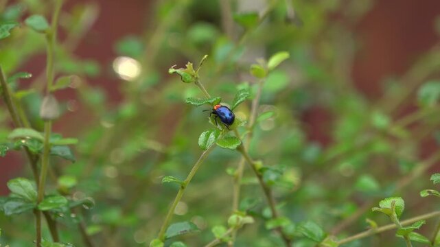 Metallic Blue Jewel Beetle with Red Neck Resting on Jungle Plant