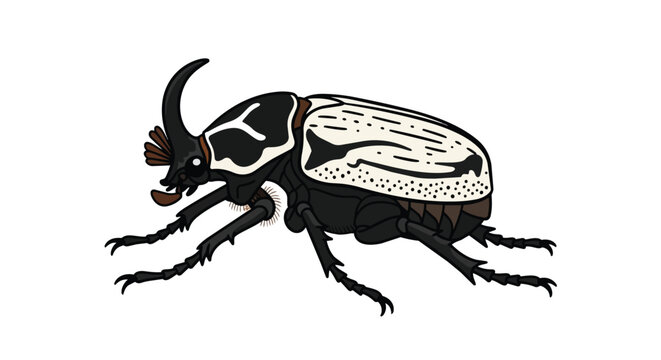 Detailed Goliath Beetle Rhinoceros Beetle Illustration with Horn and Unique Black and White Wing Patterns Isolated on White Background