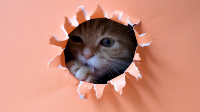 Ginger kitten peeks out of a hole in orange torn paper close-up.