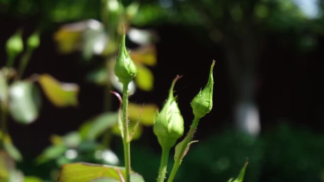 Close-up sequence of budding rose flowers showcasing vibrant green buds emerging from lush foliage, illustrating the beauty of nature's growth and transformation