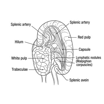 Detailed anatomy of spleen structure.