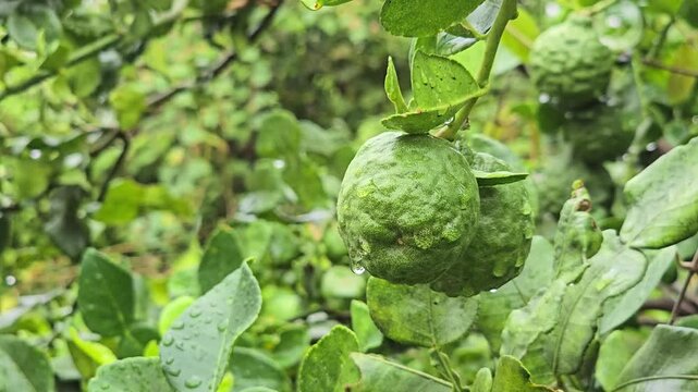 Bergamot fruit, Kaffir lime, fruit high vitamin C in organic garden farm agricultural industry.