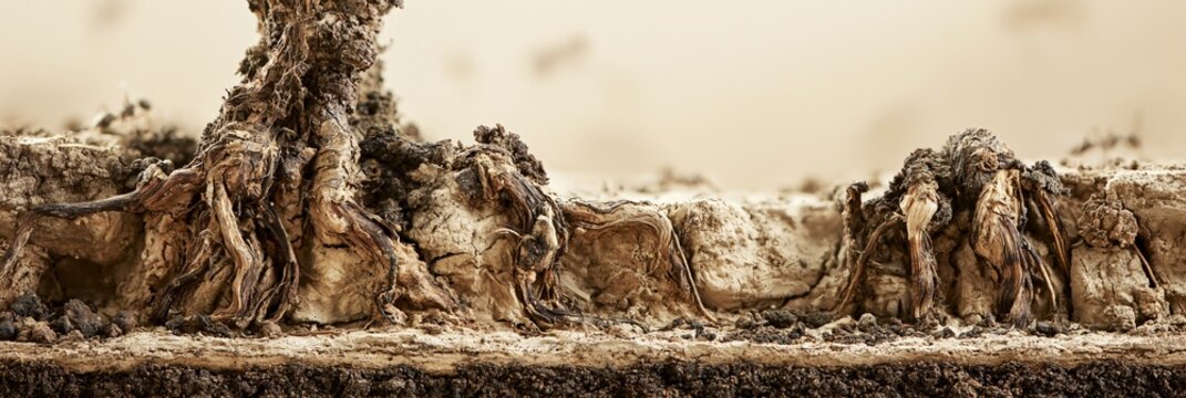 Focused view of wilted root systems embedded in parched soil layers softly blurred background insects emphasizing underground ecosystem collapse in a clean modern editorial layout