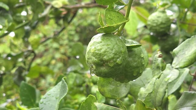 Bergamot fruit, Kaffir lime, fruit high vitamin C in organic garden farm agricultural industry.